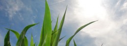 Clouds and corn Clouds and corn