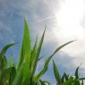 Clouds and corn Clouds and corn