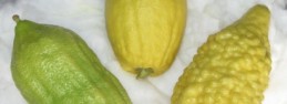 3_etrog
