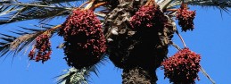 palmtree