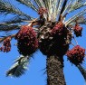 palmtree