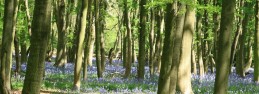 bluebells_in_wood