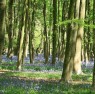 bluebells_in_wood