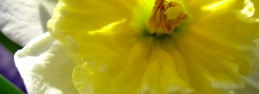flower flower