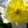 flower flower