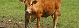 heifer heifer