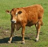 heifer heifer