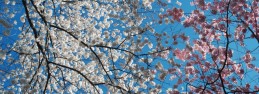 spring spring