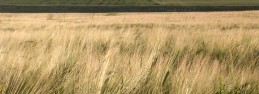 barley