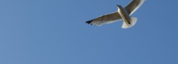 freeasbird freeasbird
