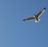 freeasbird