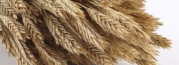 barley2