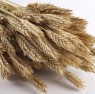 barley2