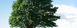 TreeHill051708__2_