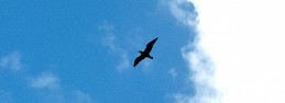 Seagull (16) Seagull (16)