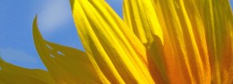 sunnyflower66