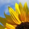sunnyflower66 sunnyflower66