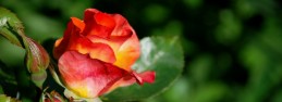 RedRose053007__33_ RedRose053007__33_