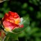 RedRose053007__33_