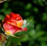 RedRose053007__33_