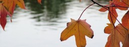 Tranquil_leaves Tranquil_leaves