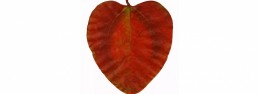 heart2