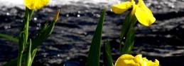 file000620745964