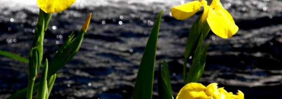 file000620745964