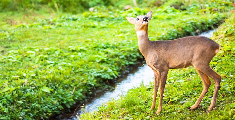 As a hart (the kindest of all animals) cries longingly with a yearning for springs of water, so my soul cries longingly to You, O God