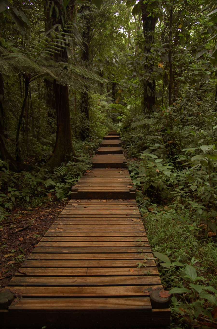 Hitbodedut in the rainforest