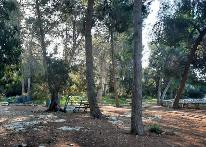יער ליד בית שמש