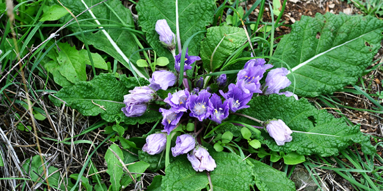 ‘Is it a small matter that you have taken my husband, that [you wish] also to take my son's mandrakes?’”