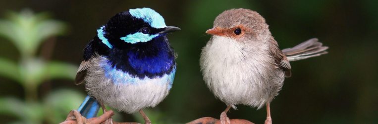 1200px-Superb_fairy_wrens_mark_22305843009427725746.jpg