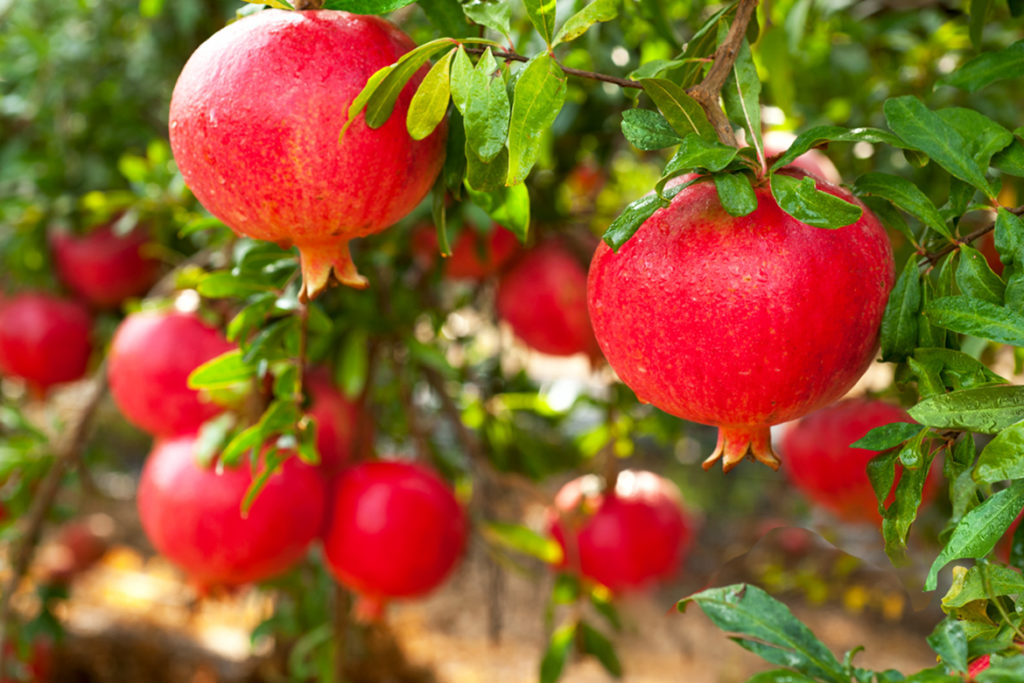 The Blessings Of Tu B’Shevat