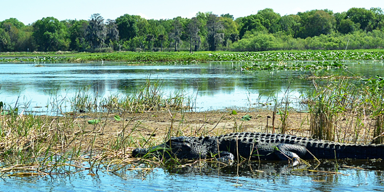 We went boating in an alligator-filled lake down by the Florida swamplands